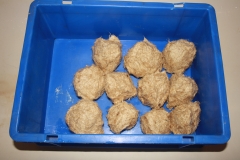 Schilf005